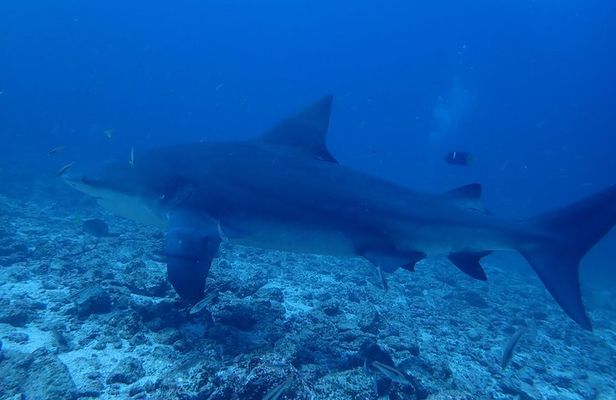 Bull shark experience