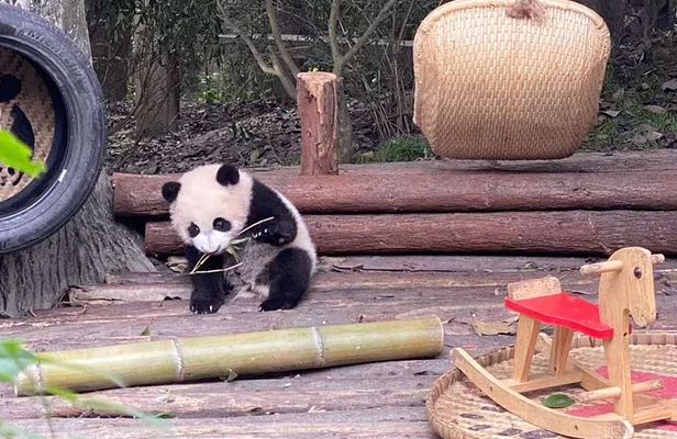 Dujiangyan Panda Center and Dujiangyan Irrigation System One Day Tour