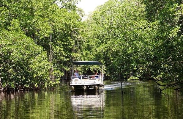 Black River Safari plus YS Falls Private Tour
