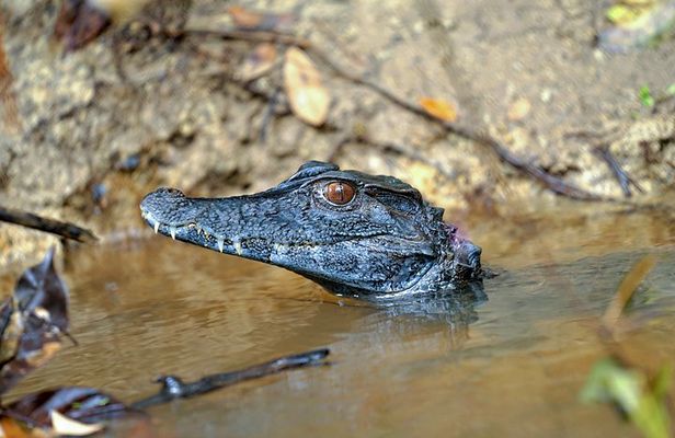 3-Day Small-Group Pacaya-Samiria Park Camping Adventure from Iquitos