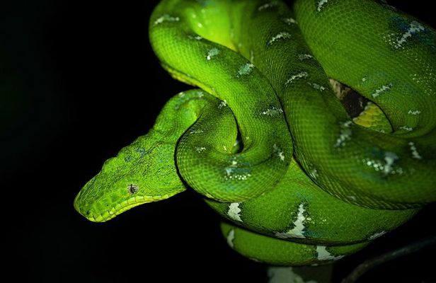 5-Day Wildlife of the Pacaya National Park from Iquitos