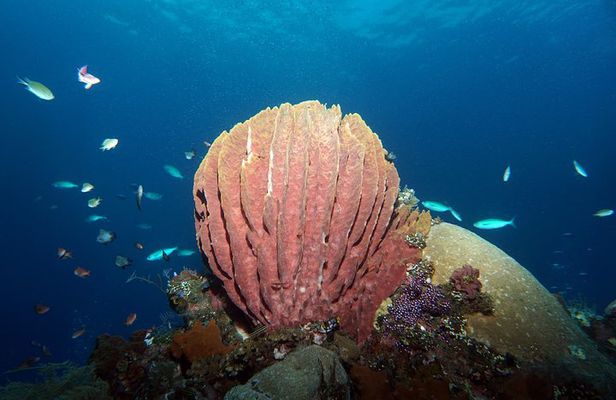 Snorkeling at Tulamben USAT Liberty Wreck