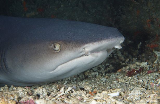 Scuba Diving at Padangbai: Shark Point and Blue Lagoon