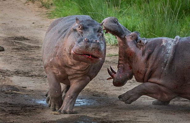 2 Days Safari-Lake Manyara National Park and Ngorongoro Crater 