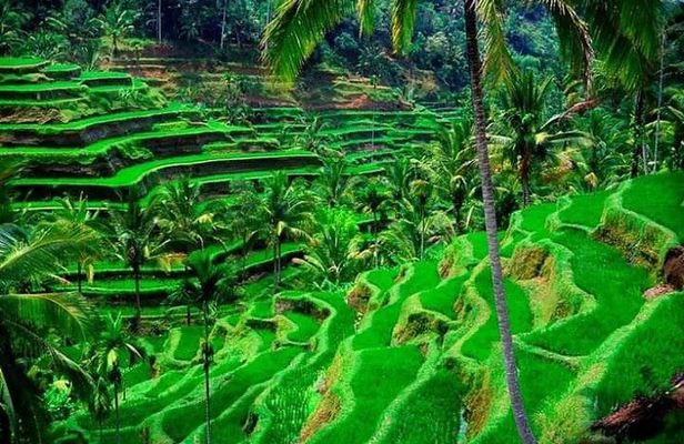 Bali Full-Day Private Tour with Pickup and Lunch