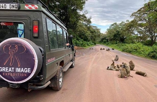 3days Serengeti National park and Ngorongoro Crater Tanzania Safari