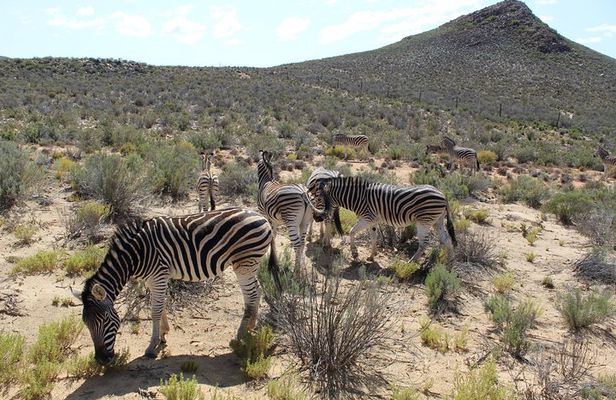Visit African Big 5 Safari Aquila Game Reserve from Cape Town - full Day