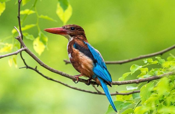 Muthurajawela Bird Watching Tour From Colombo & Negombo