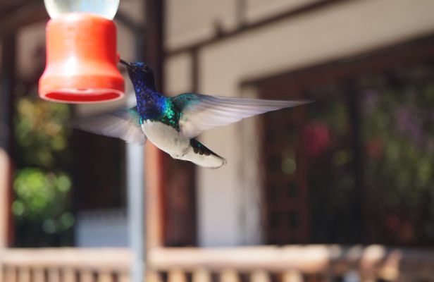 Mindo Cloud Forest PRIVATE Day Trip