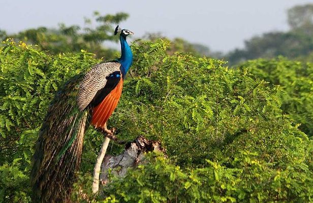 Once-in-a-lifetime Experience in Sri Lanka - 8 Days
