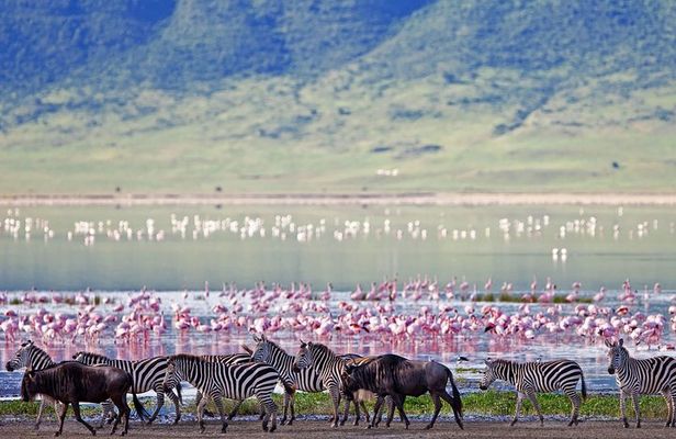 Ngorongoro Crater Day Trip