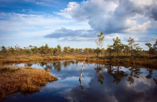 Bogs and Resorts in Jūrmala