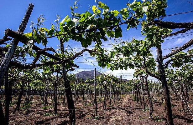 Pompeii Visit with Food and Wine tasting near Mt. Vesuvius
