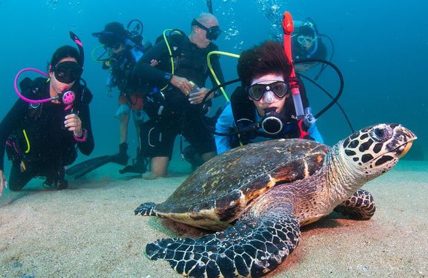 Puerto Vallarta Undersea Private Scuba Diving