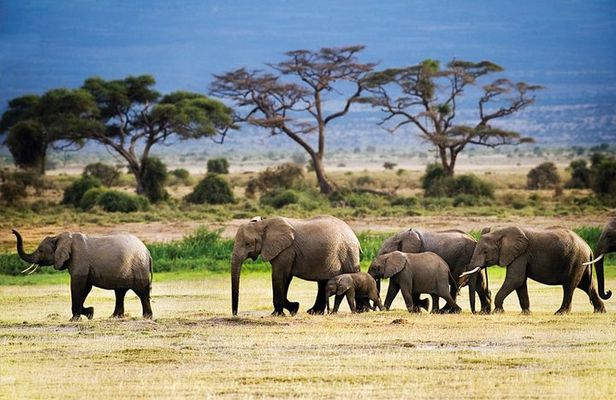 2-Day Tanzania Mid Range Private Safari