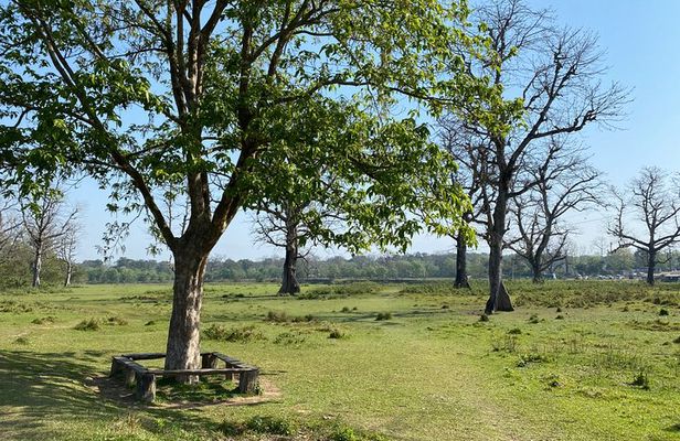 Nature Walk in Chitwan Jungle Safari with Guide