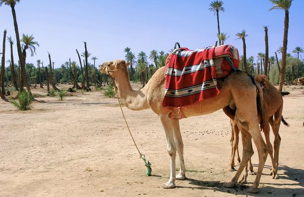 Camel ride in Marrakech Palm Grove