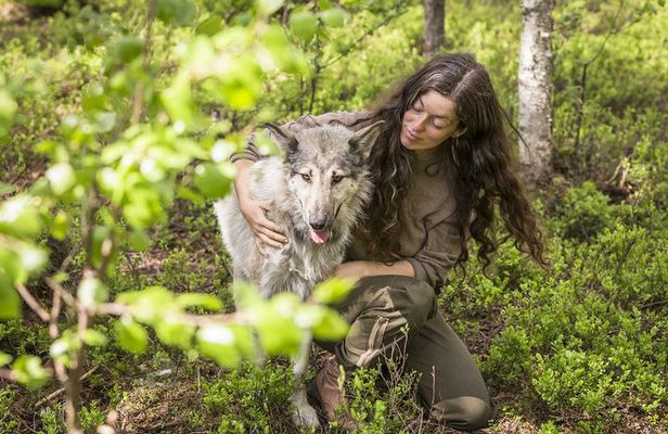 Meet Taivas & the Arctic Wolves - Private Tour