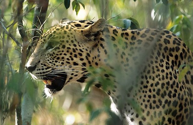 Sri Lanka Leopard Trail ( 15 N/ 16 D)
