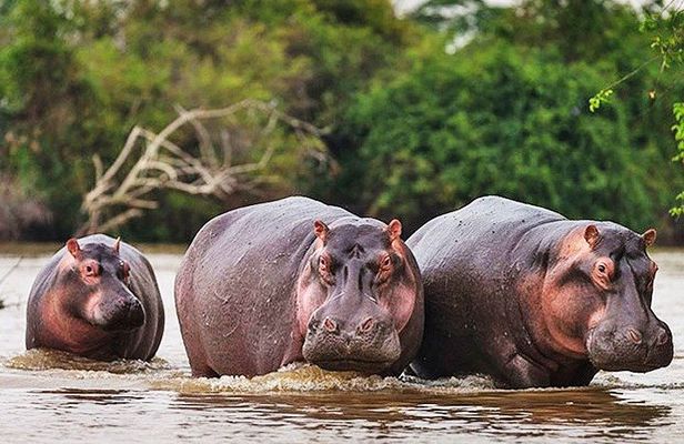 Day Trip Safari - Akagera National Park with Optional Lake Ihema Boat Safari