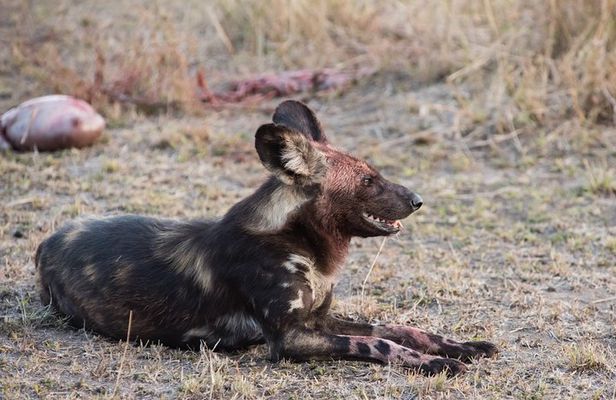 1 days Tanzania Sharing Joining group Safari - Ngorongoro Crater