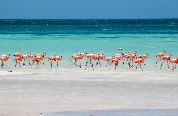 Magical adventure in Holbox. Discover the Passion island & Cenote Yalahau