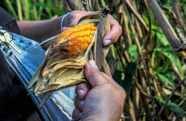From the Milpa to Tourism: Farming, Cenote & Ek Balam Pyramids Tour