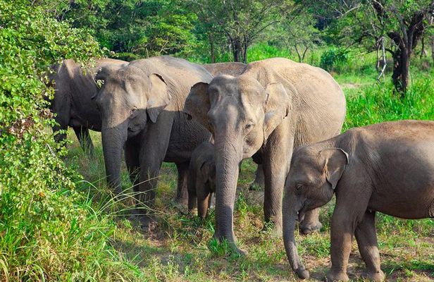 Hurulu Eco Park Private Safari from Sigiriya