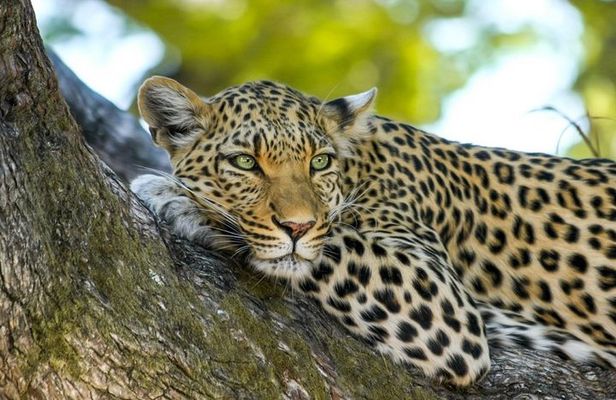 Yala National Park Safari from Tissamaharama