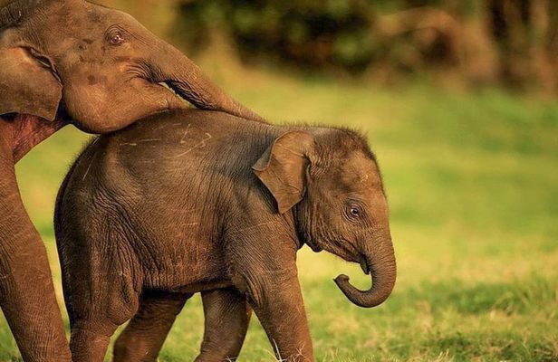 Hurulu Eco Park Private Safari from Habarana