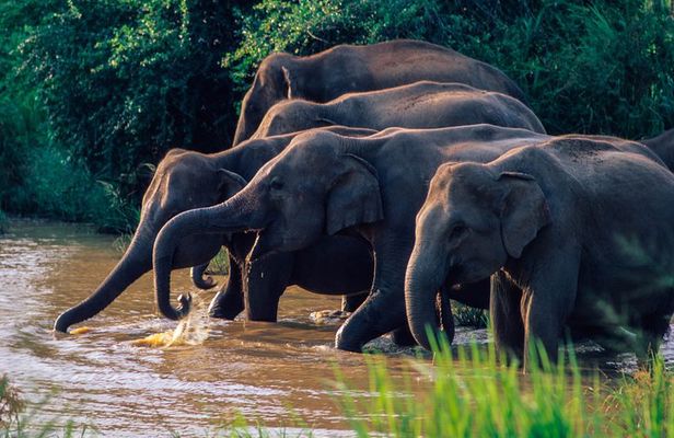 Wasgamuwa National Park Private Safari