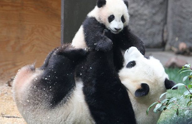 All-inclusive Day Tour: Mutianyu Great Wall & Beijing Panda Zoo with Local Lunch