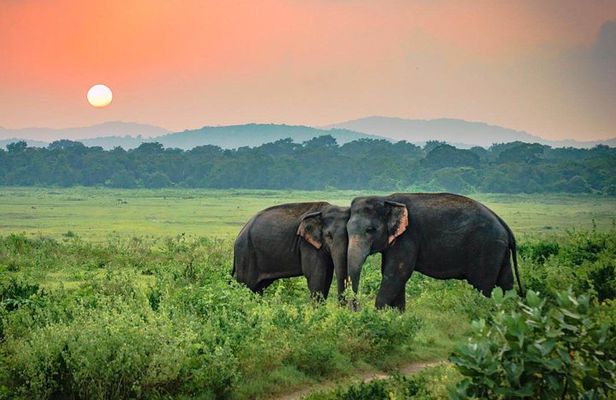 Udawalawe National Park Safari from Mount Lavinia