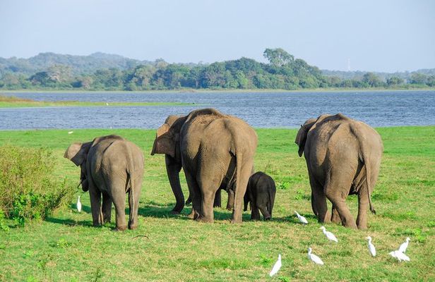 Minneriya National Park Safari from Sigiriya