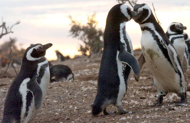 Penguin watching in Punta Tombo