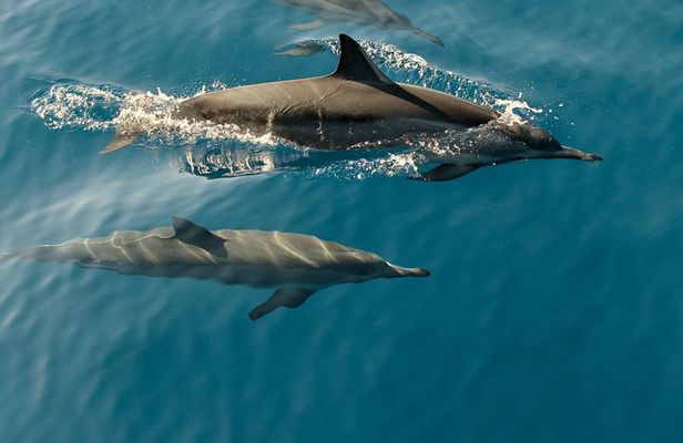 Dolphin Cruise in Dhiffushi