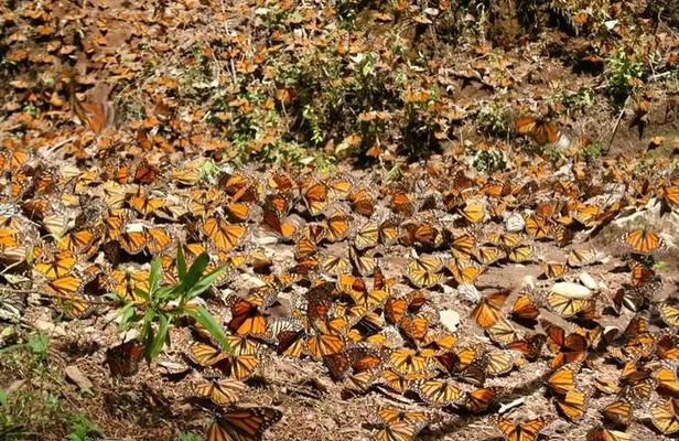Monarch Butterfly from Morelia Michoacan