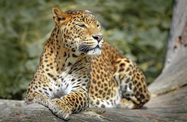 Wilpattu National Park Private Safari