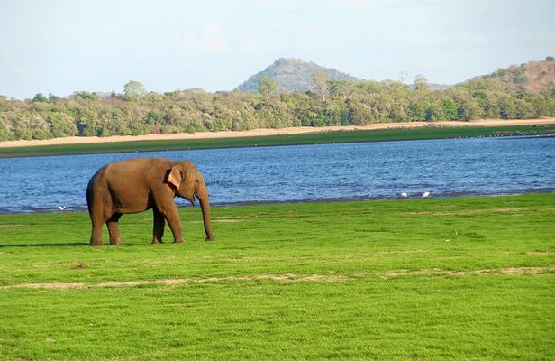 Gal Oya National Park Safari