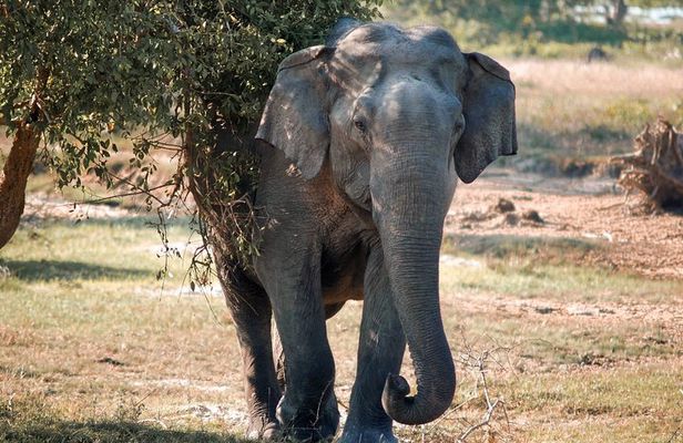 Lunugamvehera National Park Private Safari