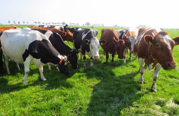 Countryside of Amsterdam Private tour