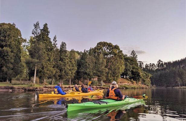 Tauranga: Evening Glowworm Kayak Tour
