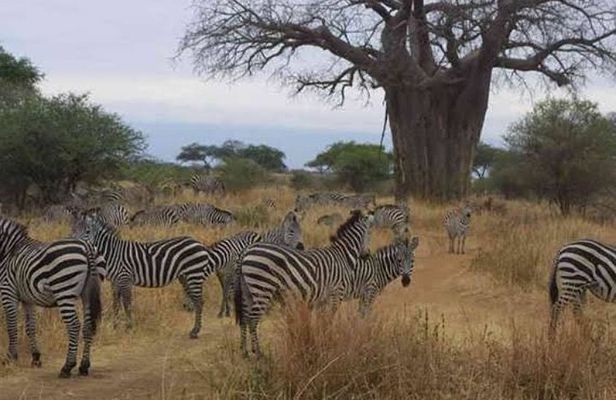 3 Days Mid-range Safari - Lake Manyara ,Tarangirie Park & Ngorongoro Crater