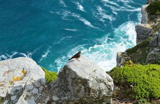 Private Tour : Hermanus Whale Watching and Wine