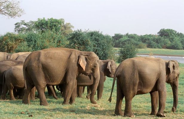 Maduru Oya National Park Private Safari