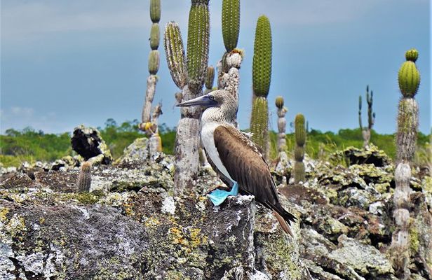 7-Day Galapagos Magic Expedition