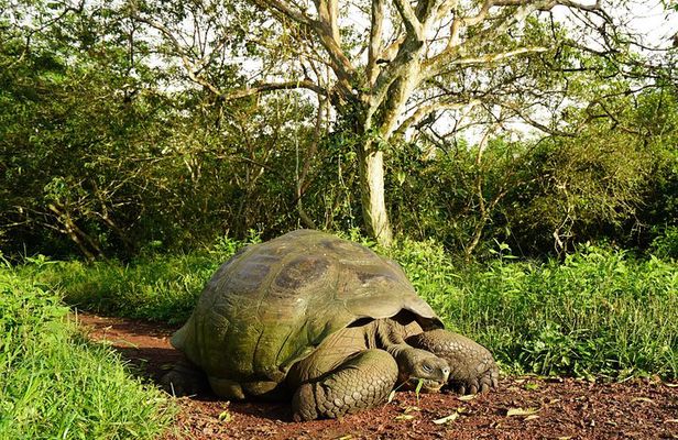 8-Day Galapagos Discovery