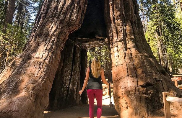 Yosemite and Giant Sequoias Day Tour