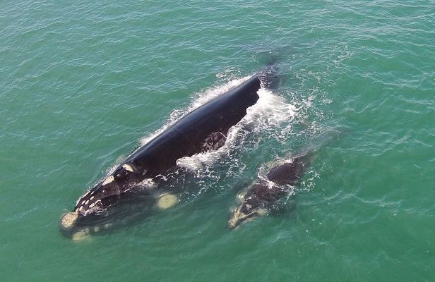 Whaling Search - Whale Watching by Land