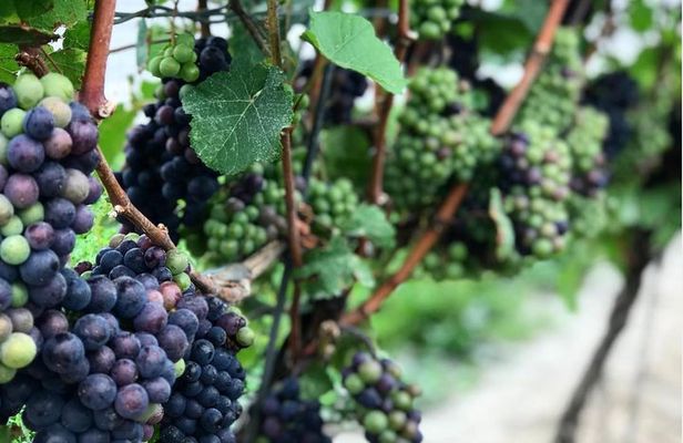 Private Wine & Charcuterie Tour